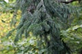 Fresh green spruce branches in the forest Royalty Free Stock Photo