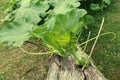 Fresh green squash vine on a log Royalty Free Stock Photo