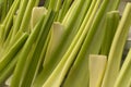 Celery stalks cut and washed Royalty Free Stock Photo