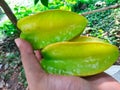 Fresh green star fruit in the hand Royalty Free Stock Photo