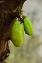 Fresh Green Starfruit Growing on Shady Tree Branch Royalty Free Stock Photo