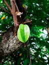 Fresh green starfruit hanging from the tree Royalty Free Stock Photo