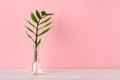 Fresh green stem of eternity Zuzu plant or Zamioculcas zamiifolia in a glass vase against pastel pink background. Blank for