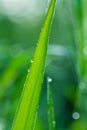 Fresh green stem of grass with dew drops in the early morning close up. Nature background. Royalty Free Stock Photo