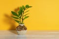 Fresh green stems of eternity Zuzu plant or Zamioculcas zamiifolia in a round ceramic vase cast shadow on a bright yellow