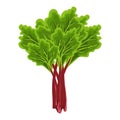 Fresh green stems and leaves of rhubarb on a white background, food. Botanical illustration. Royalty Free Stock Photo