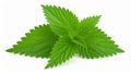 Fresh green stinging nettle leaves isolated on a white background Royalty Free Stock Photo