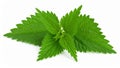 Fresh green stinging nettle leaves isolated on white background Royalty Free Stock Photo