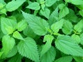 Fresh green stinging nettle leaves. The view from the top