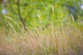Fresh green summer grass closeup. Soft Focus. Abstract Nature Background Royalty Free Stock Photo