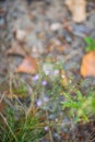 Fresh green summer grass closeup. Soft Focus. Abstract Nature Background Royalty Free Stock Photo