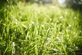 Fresh green summer grass with closeup. Sun. Soft Focus. Abstract nature summer background. Environment concept, lawn. Royalty Free Stock Photo
