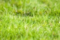 Fresh green summer and spring blur background Royalty Free Stock Photo