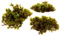 Fresh green swamp moss set isolated on white background
