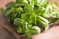 Fresh green sweet basil leaves, Also known as great basil or Genovese basil, Ocimum basilicum, a culinary herb in the mint family Royalty Free Stock Photo