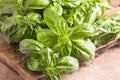 Fresh green sweet basil leaves, Also known as great basil or Genovese basil, Ocimum basilicum, a culinary herb in the mint family Royalty Free Stock Photo