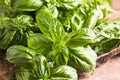 Fresh green sweet basil leaves, Also known as great basil or Genovese basil, Ocimum basilicum, a culinary herb in the mint family Royalty Free Stock Photo