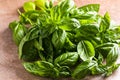 Fresh green sweet basil leaves, Also known as great basil or Genovese basil, Ocimum basilicum, a culinary herb in the mint family Royalty Free Stock Photo