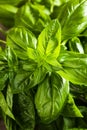 Fresh green sweet basil leaves, Also known as great basil or Genovese basil, Ocimum basilicum, a culinary herb in the mint family Royalty Free Stock Photo