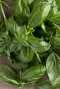 Fresh green sweet basil leaves, Also known as great basil or Genovese basil, Ocimum basilicum, a culinary herb in the mint family Royalty Free Stock Photo