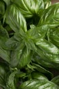 Fresh green sweet basil leaves, Also known as great basil or Genovese basil, Ocimum basilicum, a culinary herb in the mint family Royalty Free Stock Photo