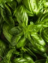 Fresh green sweet basil leaves, Also known as great basil or Genovese basil, Ocimum basilicum, a culinary herb in the mint family Royalty Free Stock Photo