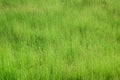 Fresh Green Tall Grass On The Alpine Meadow. Summer Background