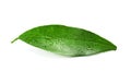 Fresh green tangerine leaf with water drops o