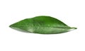 Fresh green tangerine leaf on white