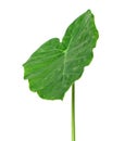 Fresh green taro leaf isolated on white background without shadow.