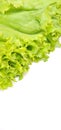 Fresh green tasty beautiful organic lettuce leaves, isolated on white background