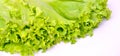 Fresh green tasty beautiful organic lettuce leaves, isolated on white background