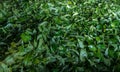 Fresh green tea Royalty Free Stock Photo