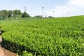 Fresh green tea farm Royalty Free Stock Photo