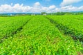 Fresh green tea farm in spring , Row of tea plantations Japanese green tea plantation with blue sky background in Fuji city Royalty Free Stock Photo