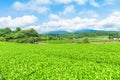 Fresh green tea farm in spring , Row of tea plantations Japanese green tea plantation with blue sky background in Fuji city Royalty Free Stock Photo