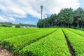 Fresh green tea farm in spring , Row of tea plantations Japanese green tea plantation with blue sky background in Fuji city Royalty Free Stock Photo