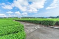 Fresh green tea farm in spring , Row of tea plantations Japanese green tea plantation with blue sky background Royalty Free Stock Photo