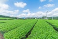 Fresh green tea farm in spring , Row of tea plantations Japane Royalty Free Stock Photo