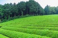 Fresh green tea farm in spring , Row of tea plantations Japane Royalty Free Stock Photo