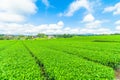 Fresh green tea farm in spring , Row of tea plantations Japanese green tea plantation with blue sky background in Fuji city Royalty Free Stock Photo