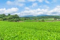 Fresh green tea farm in spring , Row of tea plantations Japanese green tea plantation with blue sky background in Fuji city , Royalty Free Stock Photo