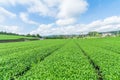 Fresh green tea farm in spring , Row of tea plantations Japane Royalty Free Stock Photo