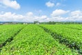 Fresh green tea farm in spring , Row of tea plantations Royalty Free Stock Photo