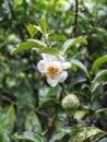 A fresh green tea flower Royalty Free Stock Photo