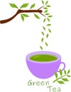 Fresh green tea illustration with leaves
