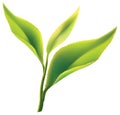 Fresh green tea leaf on white background Royalty Free Stock Photo