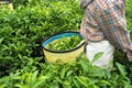 Fresh green tea leaves in bamboo basket at tea plantation in Vietnam Royalty Free Stock Photo