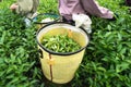 Fresh green tea leaves in bamboo basket at tea plantation in Vietnam Royalty Free Stock Photo