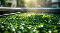 Fresh Green Tea Leaves Being Washed Gently Royalty Free Stock Photo